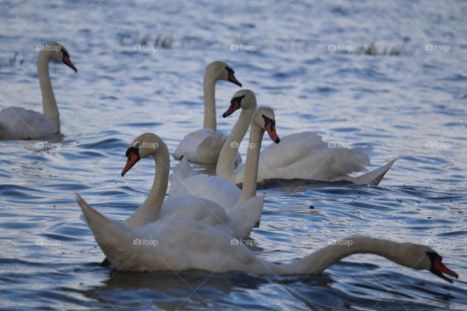 A flock of swans