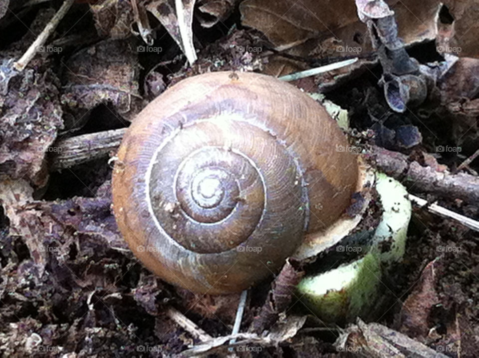 SNAIL IN GARDEN