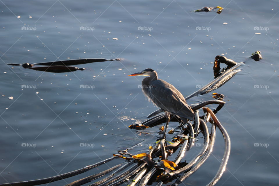 Heron perching on kelp on the ocean surface 