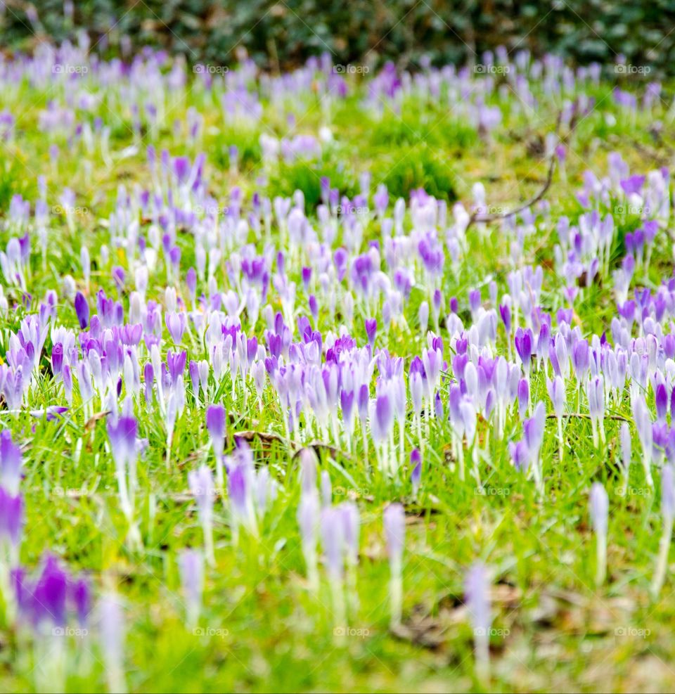 Glade Full Of Crocuses