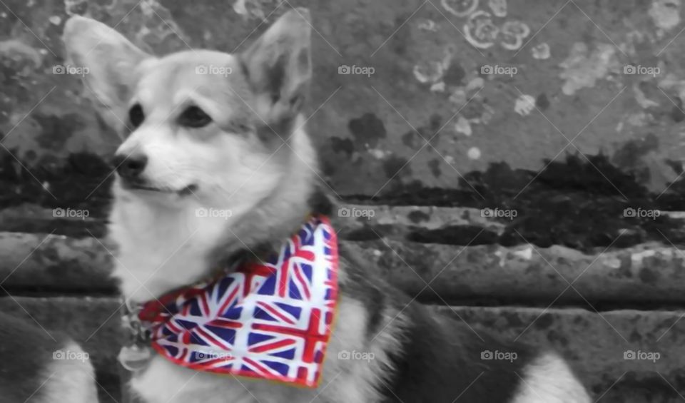 British union jack corgi with colour select.  United Kingdom