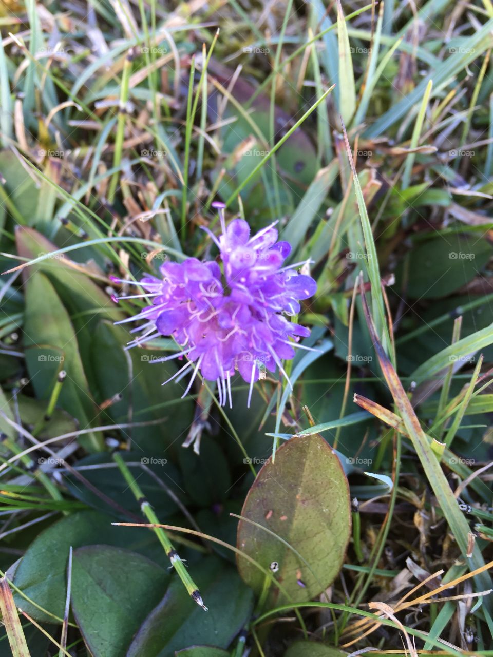 Flowers in the Nature