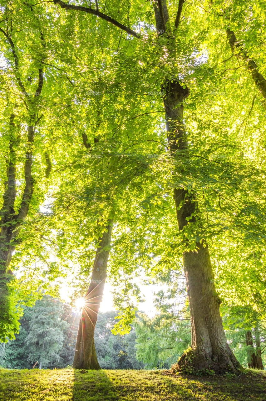 Trees in forest with sun