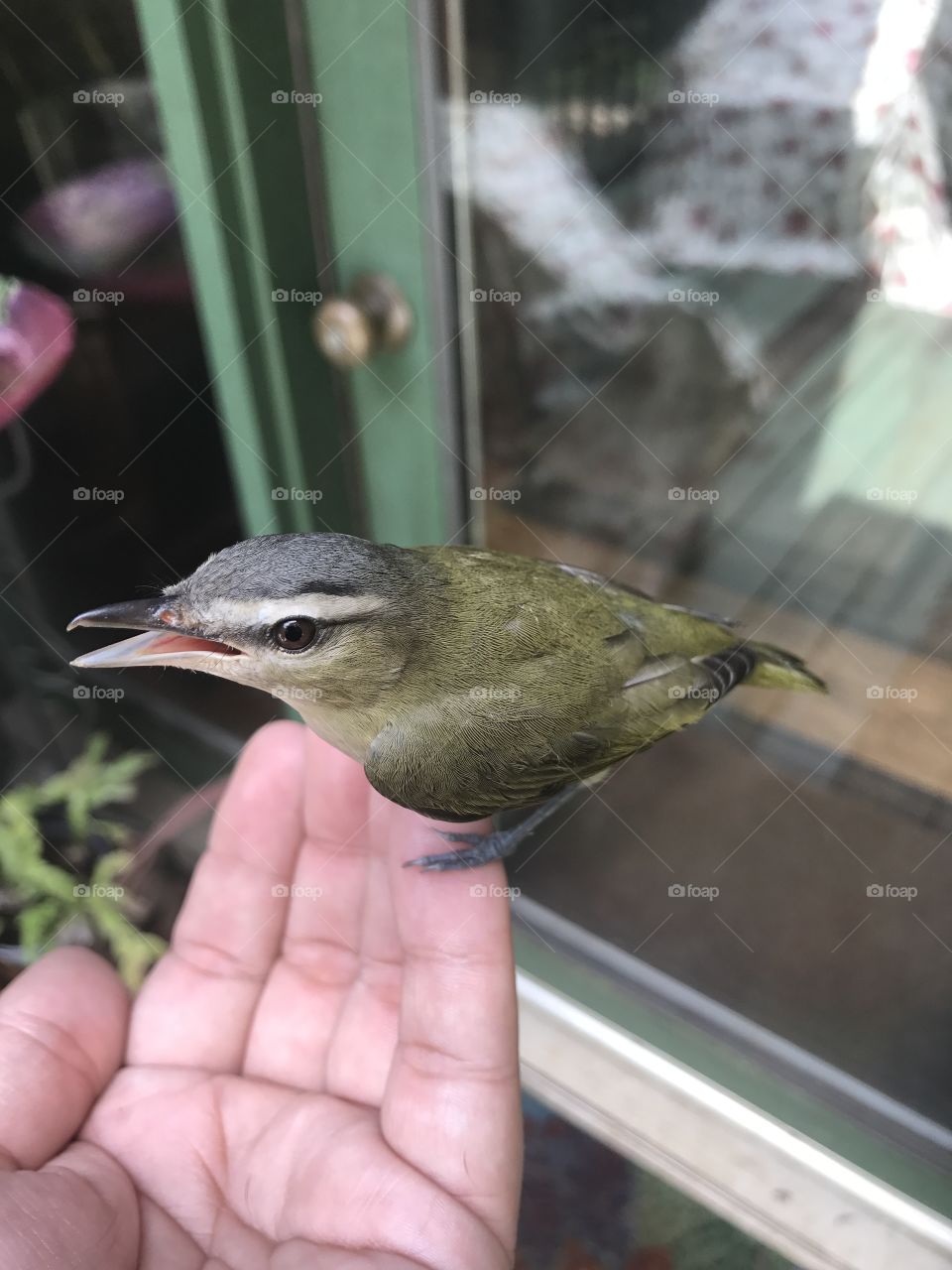 Poor birdie flew into the window. Got him feeling better and he flew away.