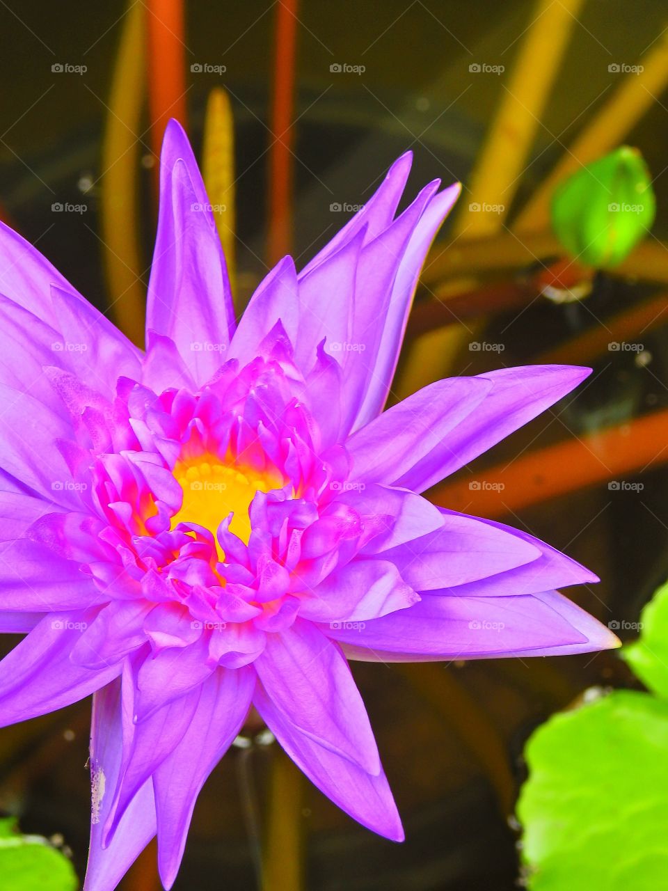 Thai lotus new species, 9 layer petals.