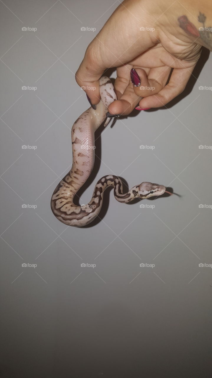 I have captured a tounge shot of my little beauty Pewter bee.
She is a python regius and was born 10th of August 2017.
Such a beautiful snake