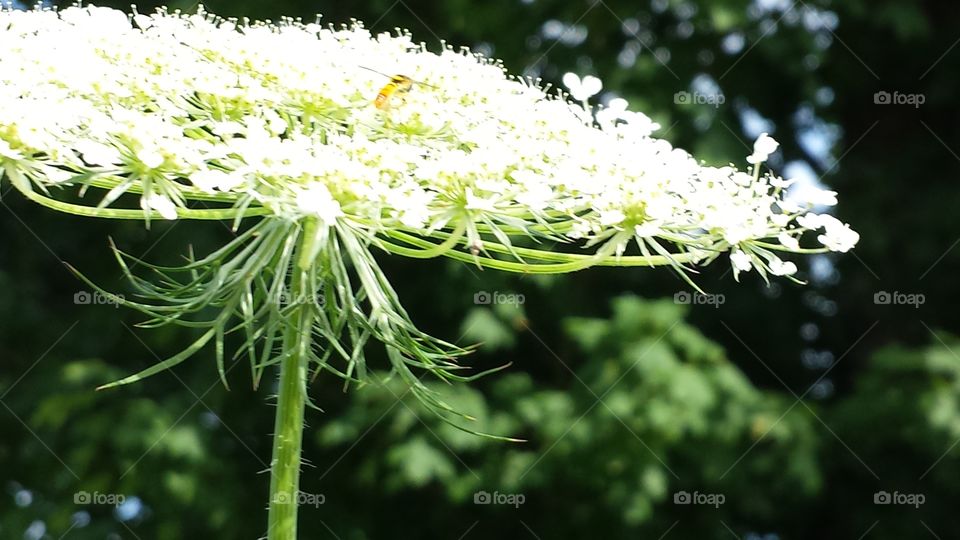queen annes lace. weeds