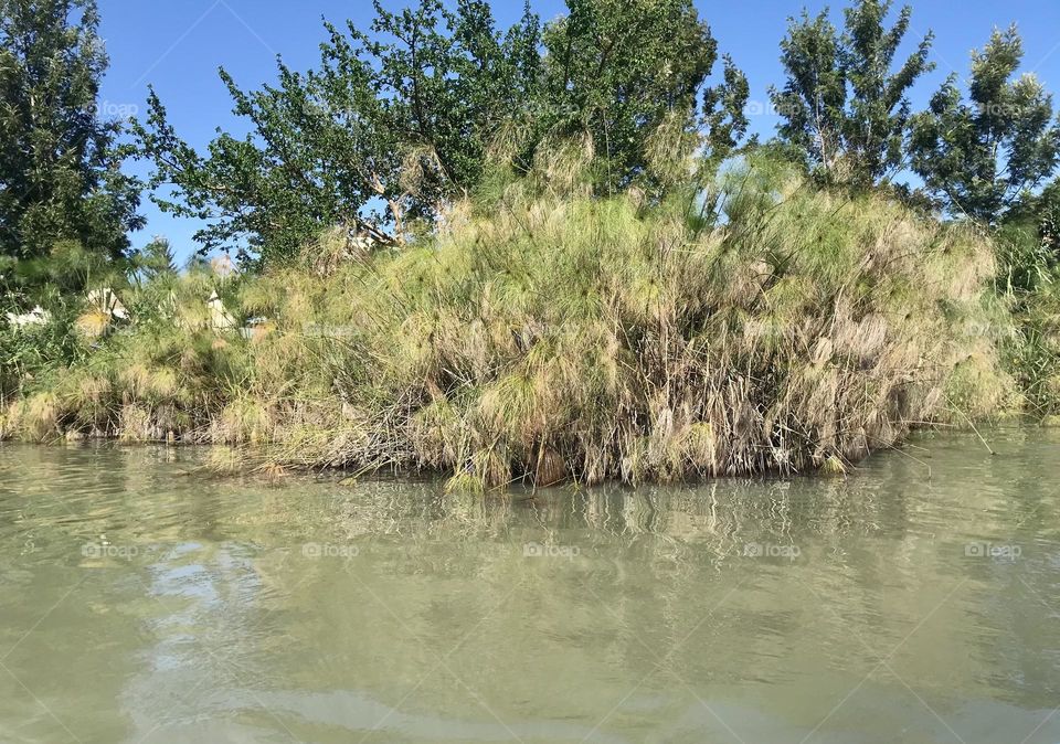 water Tree Plant Nature waterfront day river beauty in Nature scenics - nature sky Tranquility tranquil scene Growth