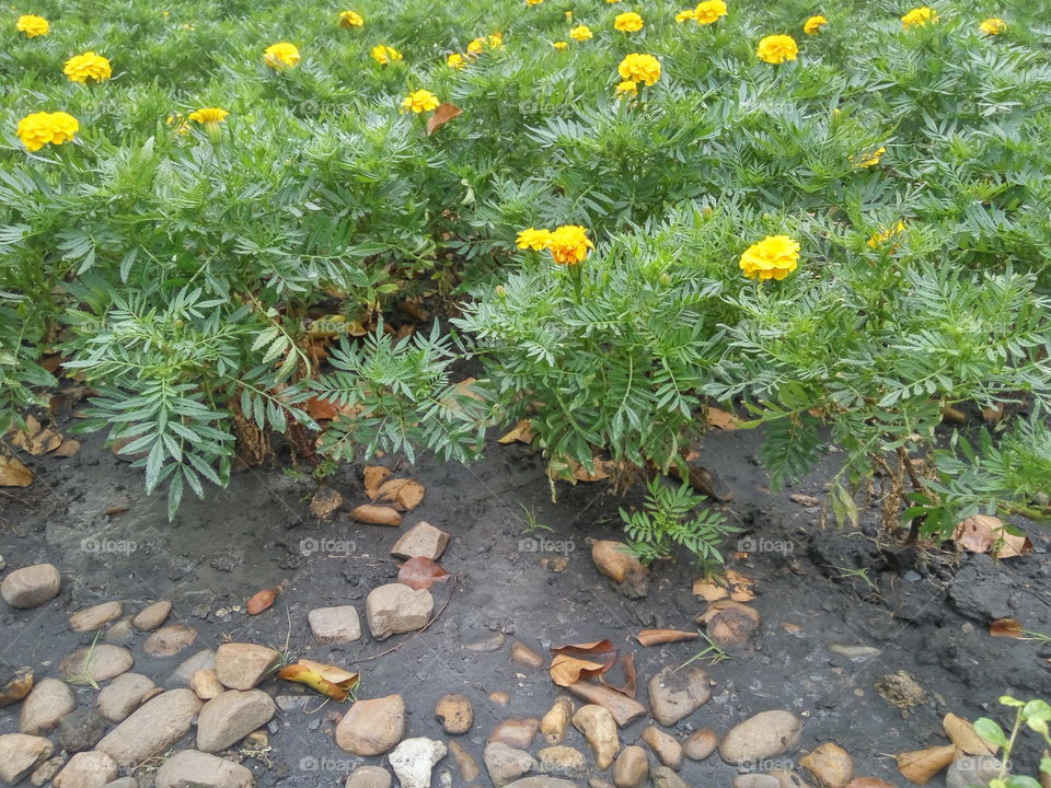 stone, soil, bright green plants and a few of yellow flowers