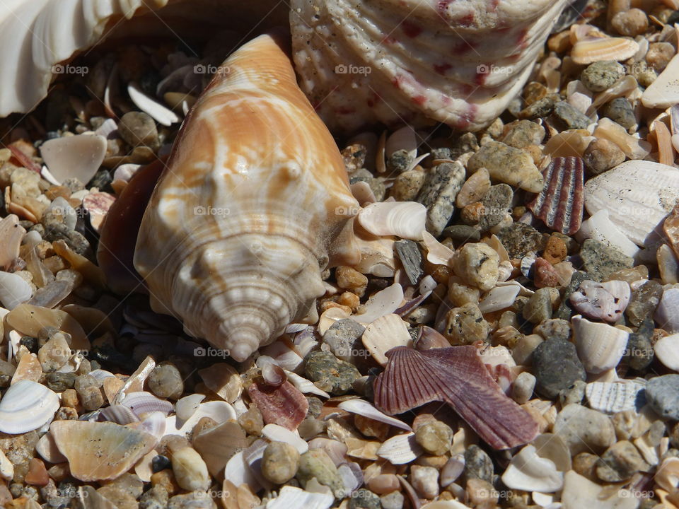 Conch pointed outward 