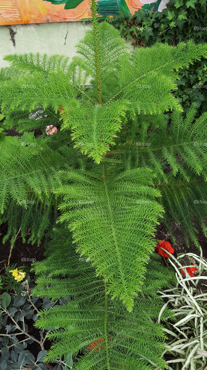 tree fern