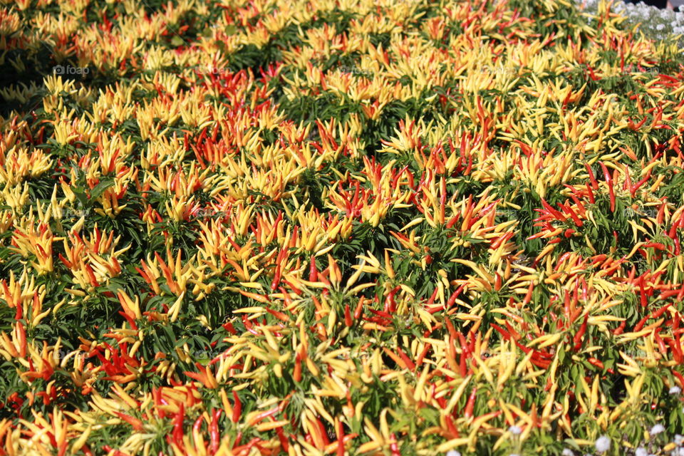 Colorful hot Chillies 