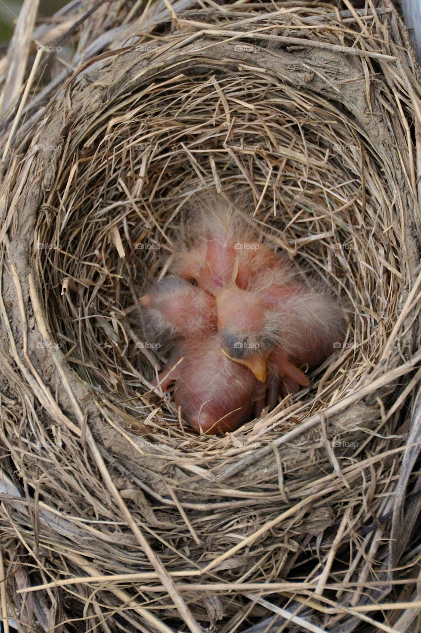 Newborn Hatchlings 