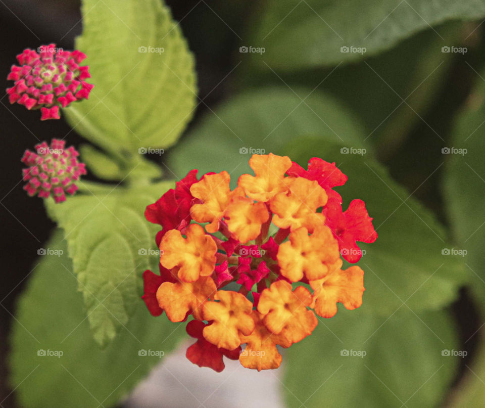 Lantana Flower