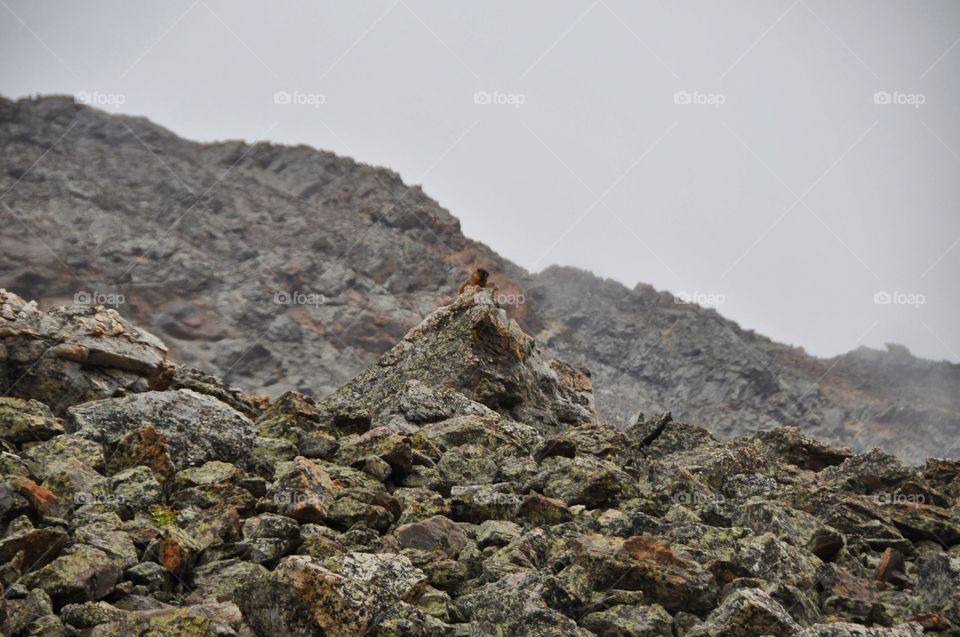 A marmot perched atop a boulder in a high alpine boulderfield at the base of a peak. Gloomy weather creates mood.