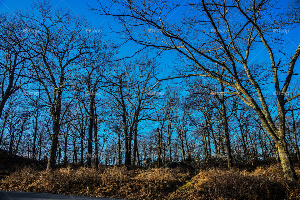 sky blue trees bear mountain by delvec