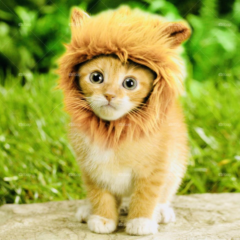 Kitty Lion (Getty Images)