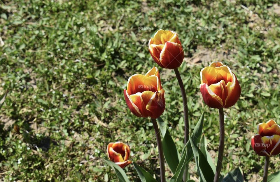 Tulips