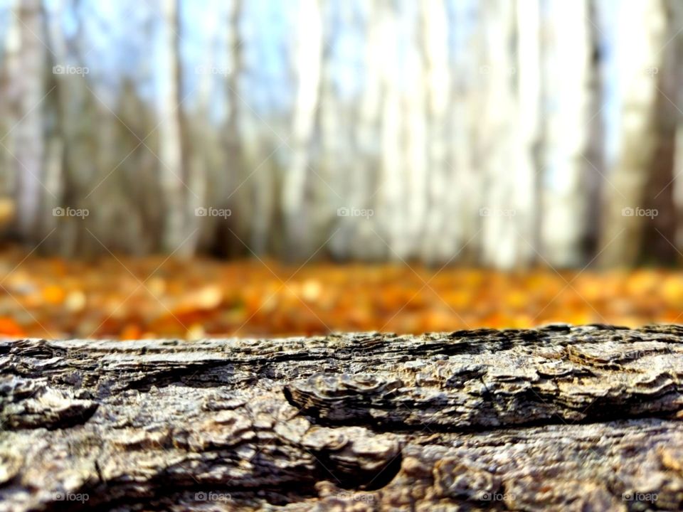 Forest, fairy forest, beautiful trees, bright day, natural colors