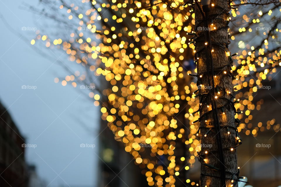 Illuminated tree at night