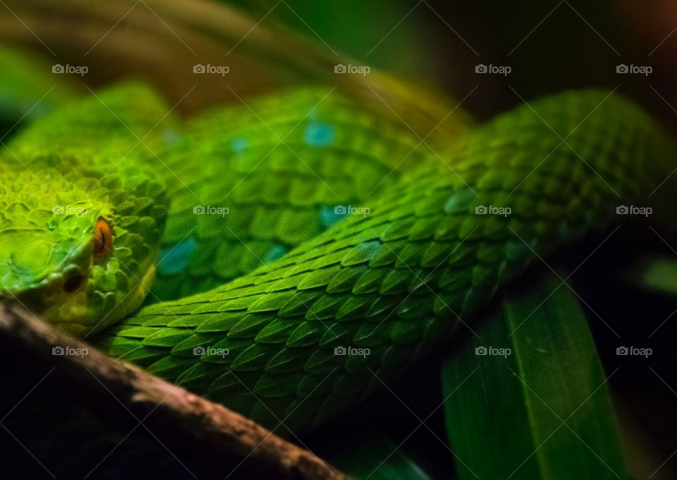 Snake, Reptile, Wildlife, Viper, Feather Boa