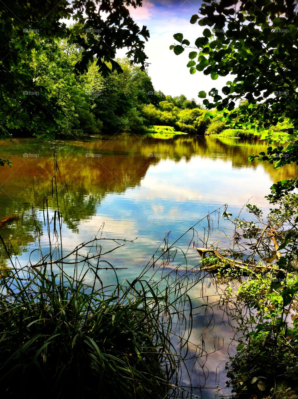 sky plants nature trees by binkyboo