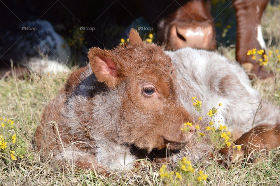 A calf lying on a grassy field