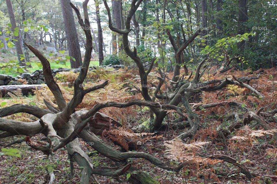 Trees in forest