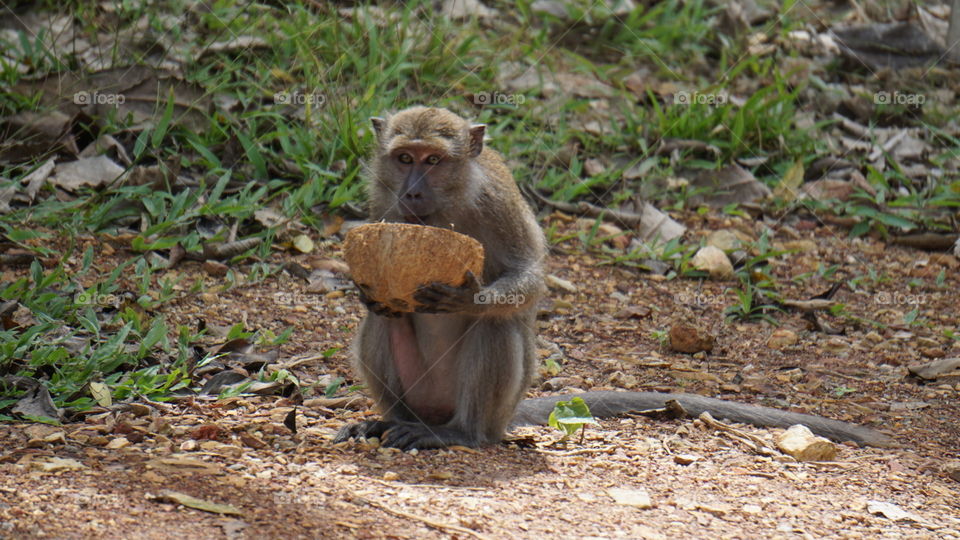 Monkeys of Koh Lanta, Thailand enjoying fresh coconut.