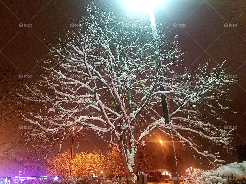 Snowing in Minnesota - Check out this cool Tree with snow on it