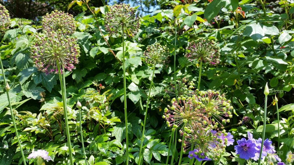 Flower, Flora, Nature, Summer, Leaf