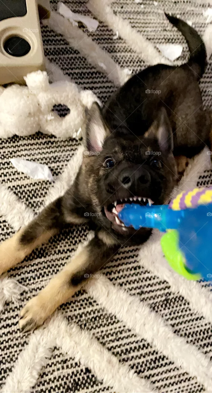 Little shark