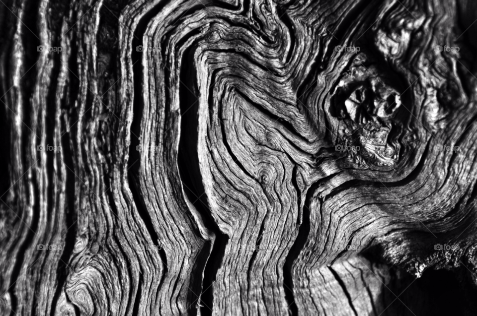 wood tree black and white log by SirBluto