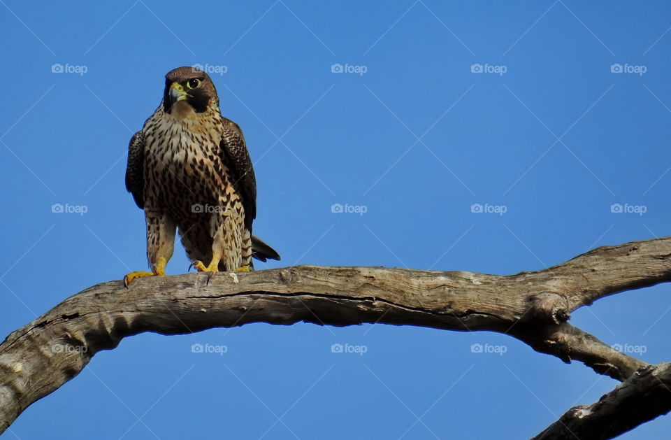 perageen falcon looking for food from his hunting tree