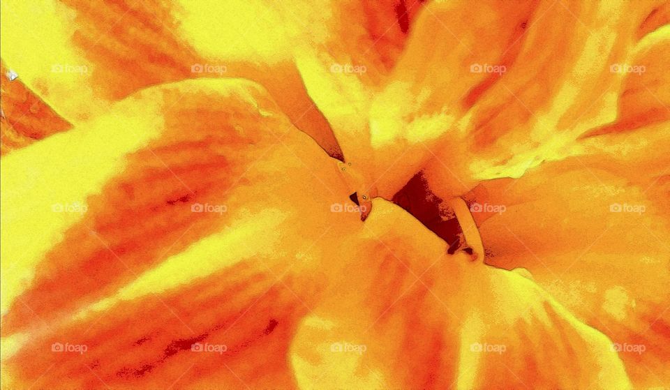 daylilies abstract