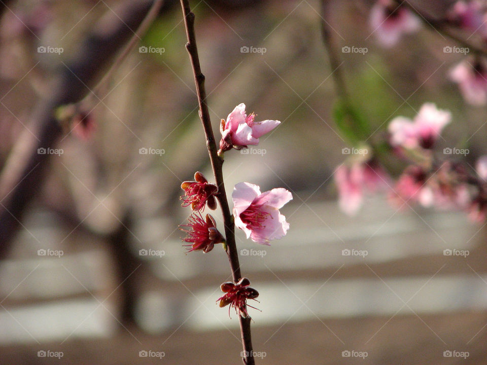 flowers nature pink tree by hofit25