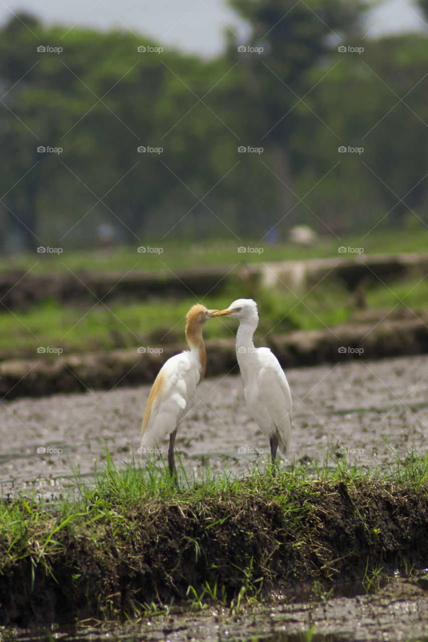 panorama rice field and bird