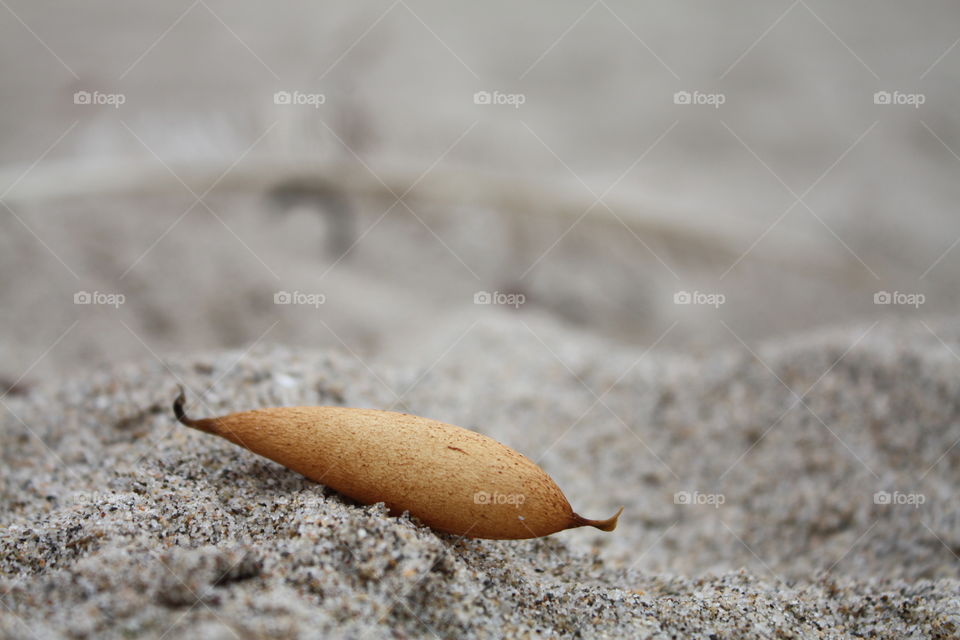 Pod in the sand