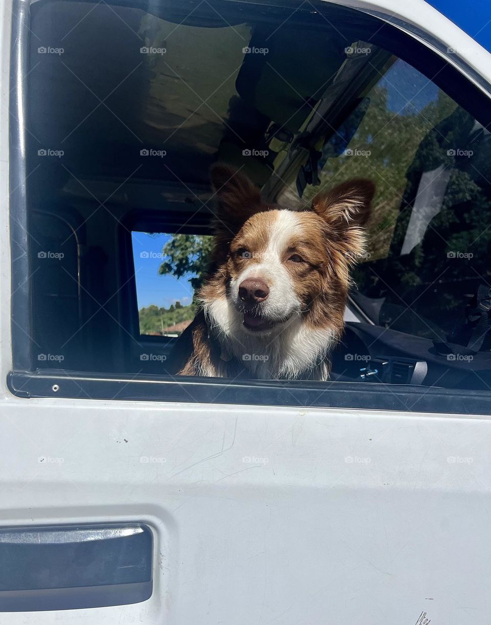 Perro asomándose por la ventana de un carro 