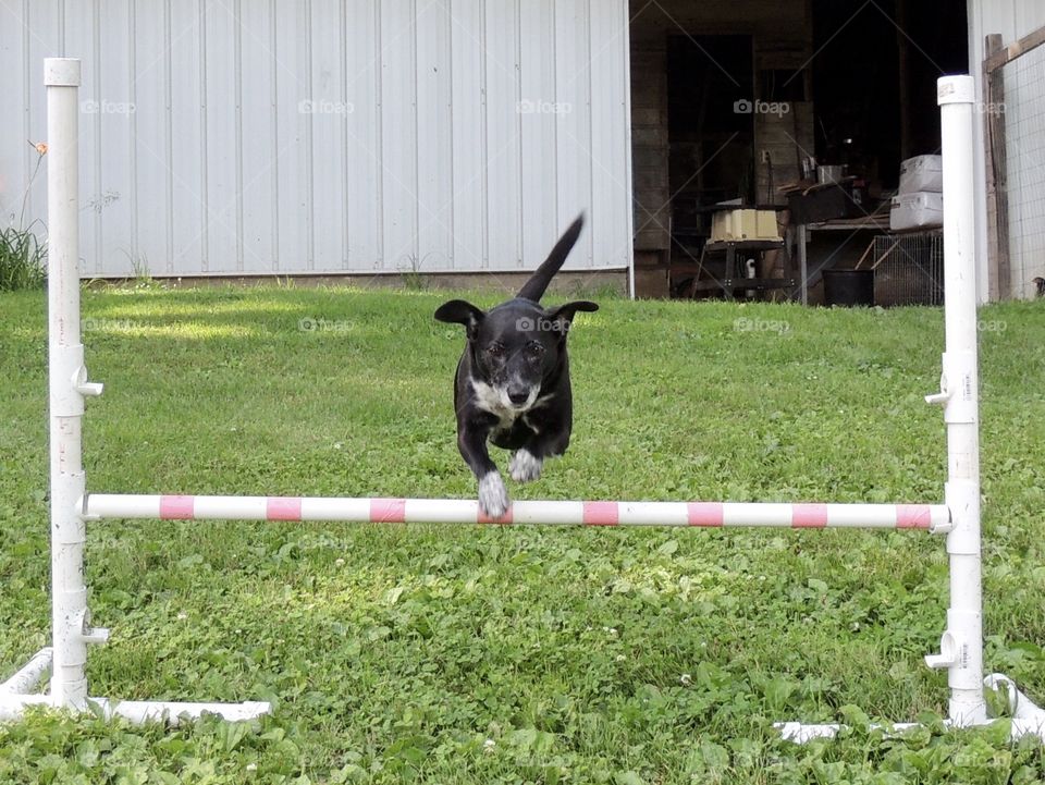 Black and white terrier mix jumping over a white and pink PVC pipe jump.