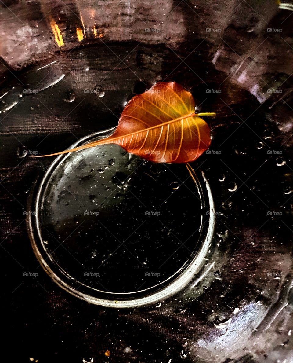 Leaf on water