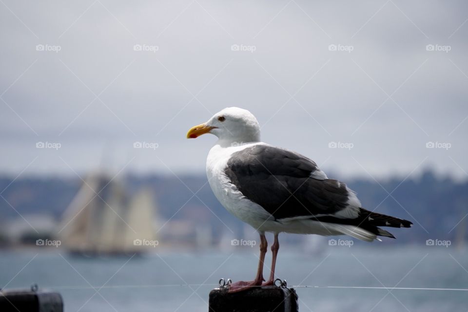 Seagull overlooking the harbor
