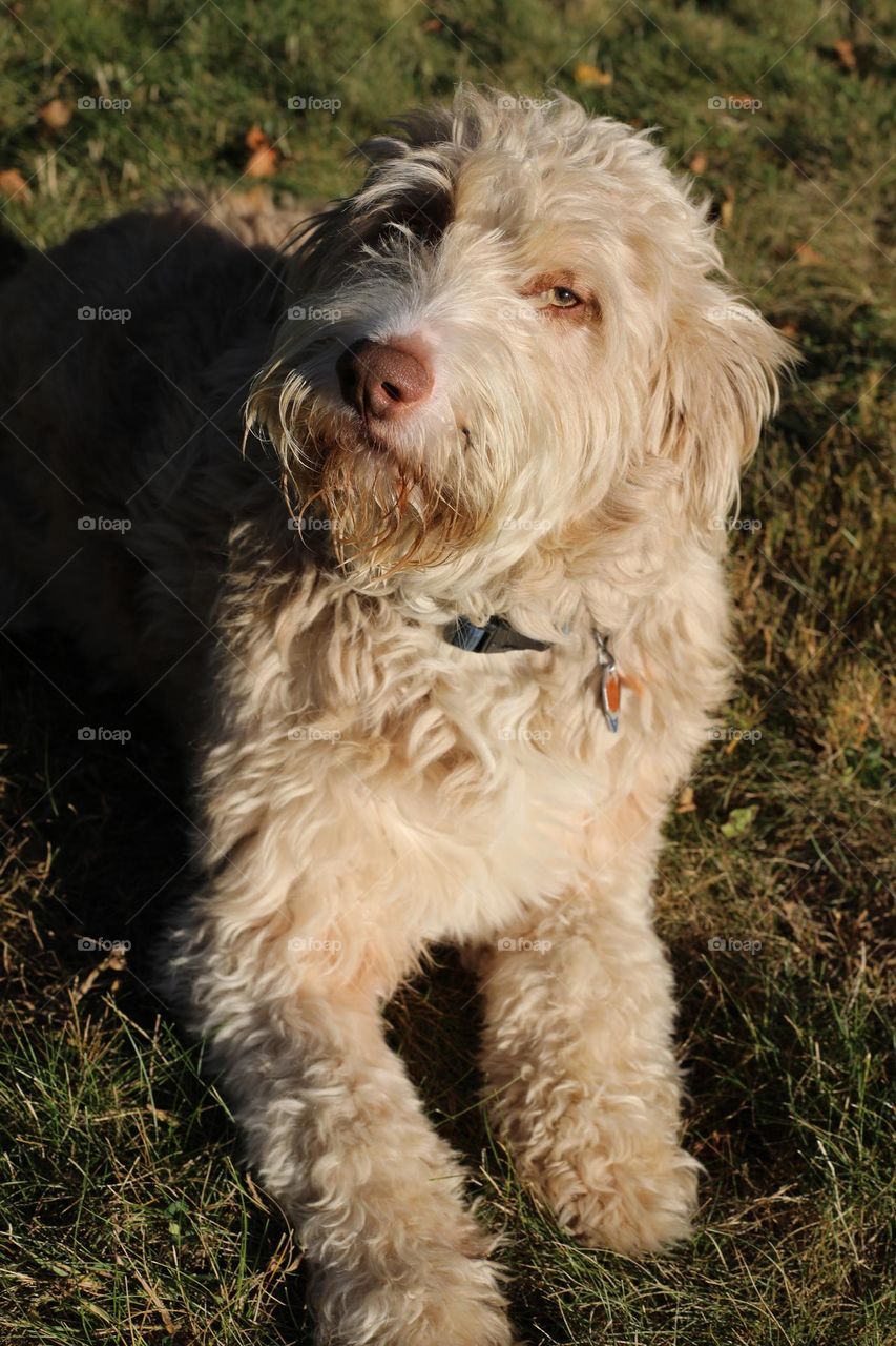 Ryder the Labradoodle