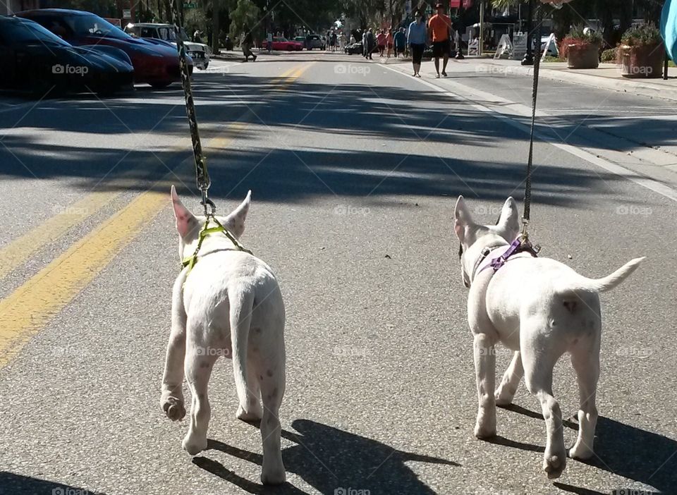 Just a couple of bullies going for a walk down the street.  Brother and sister are so close,  and just love each other.