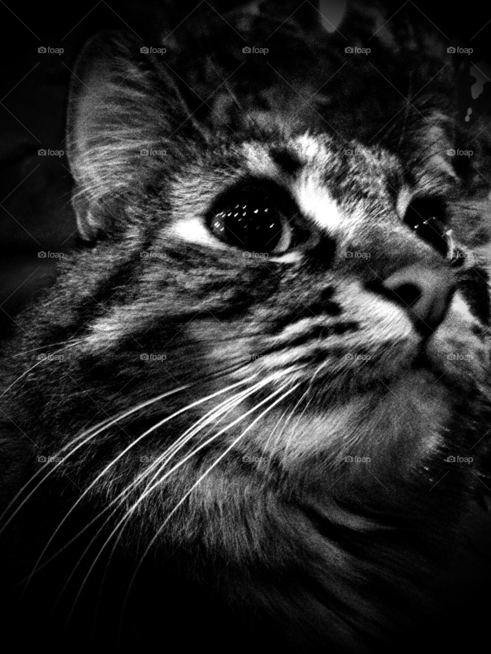 animal happy cat eyes by emmanuelgr