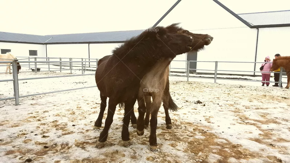 Horse play