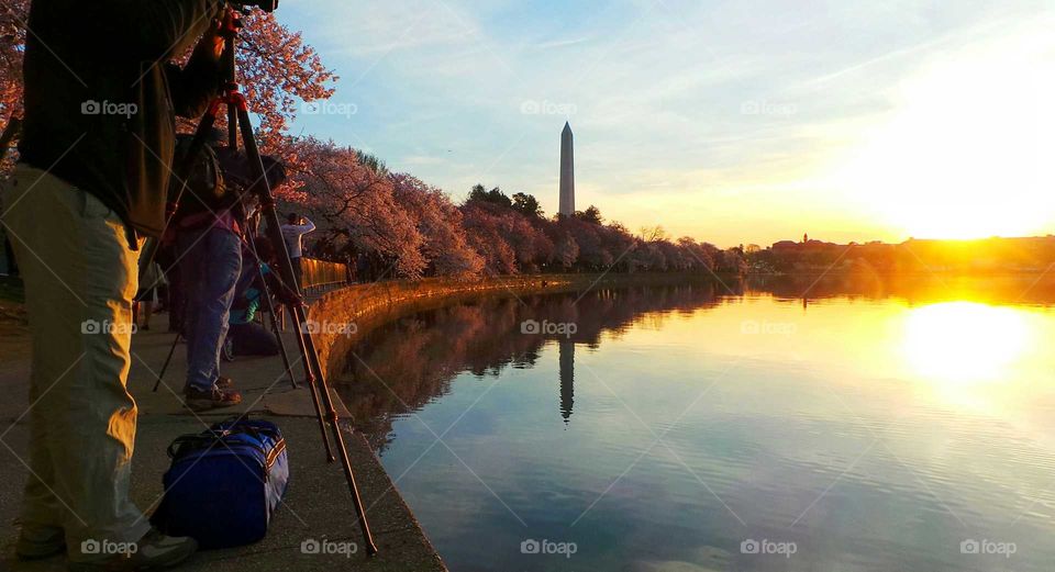 Photographing Cherry Blossoms