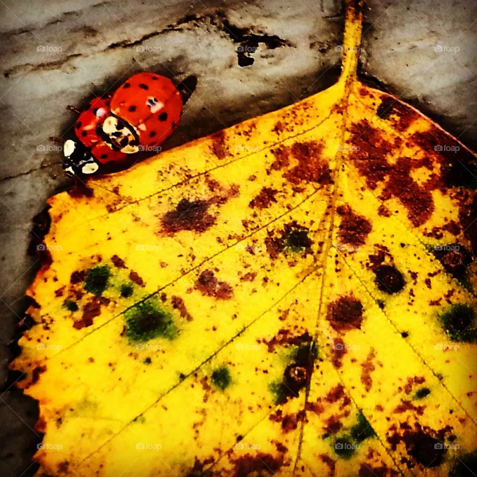 Ladybugs 