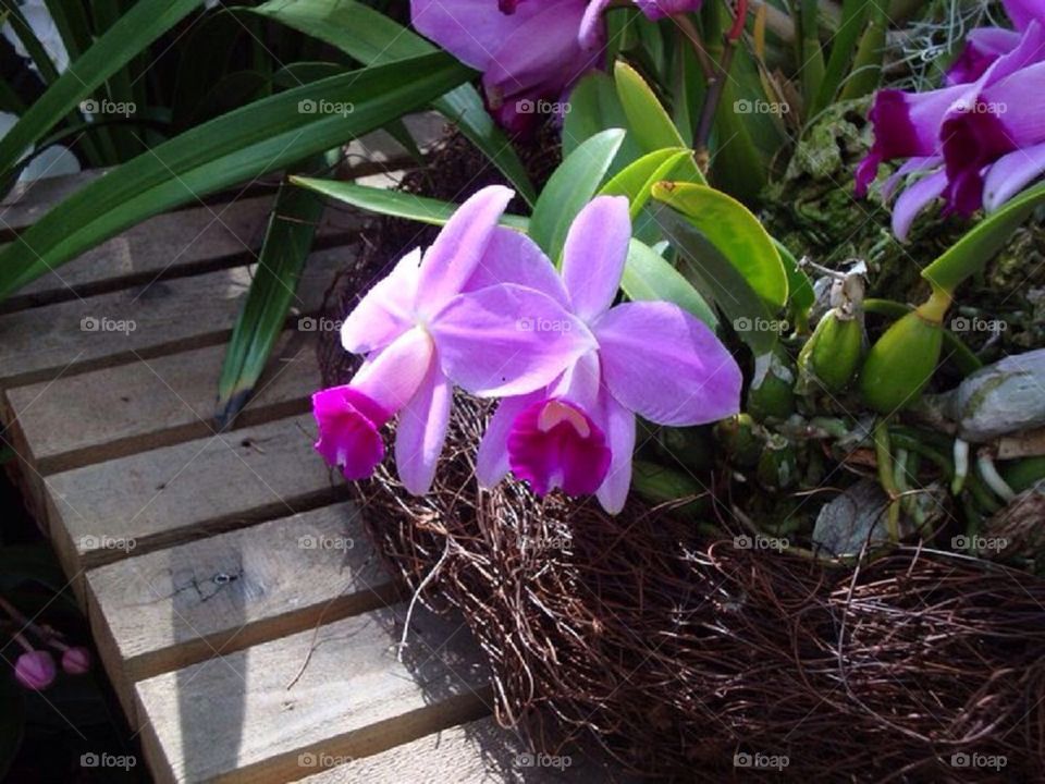 Flower basket