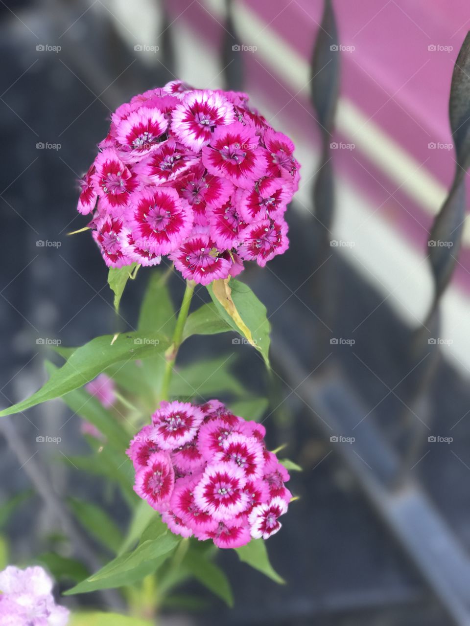 Fuschia flowers